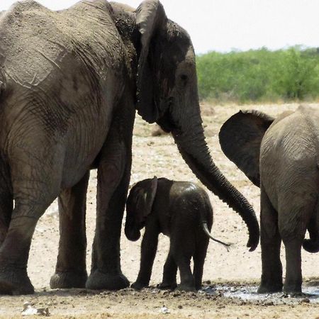 Etosha Safari Lodge, Etosha National Park, Namibia Outjo Bagian luar foto