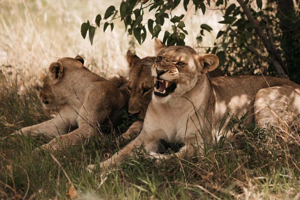 Etosha Safari Lodge, Etosha National Park, Namibia Outjo Bagian luar foto